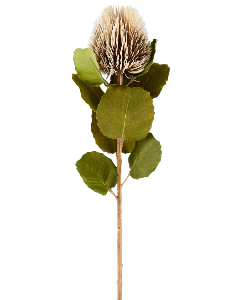 Kunstbloem Banksia 59 cm creme/brown