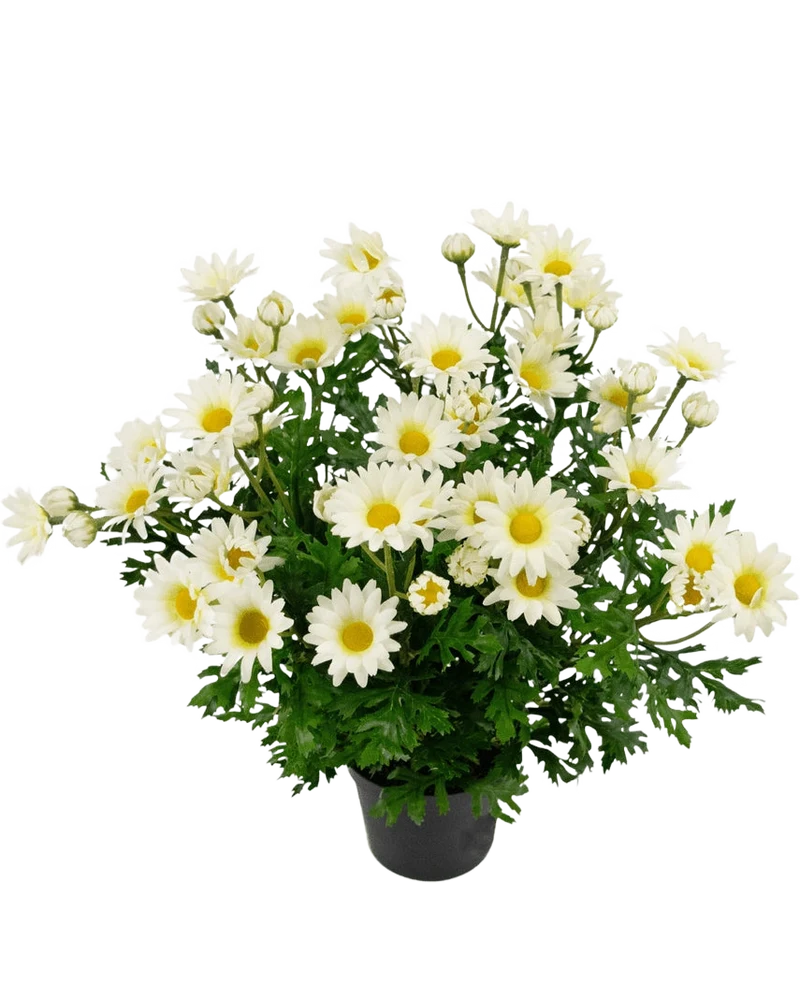 Kunstplant Daisy UV 31 cm