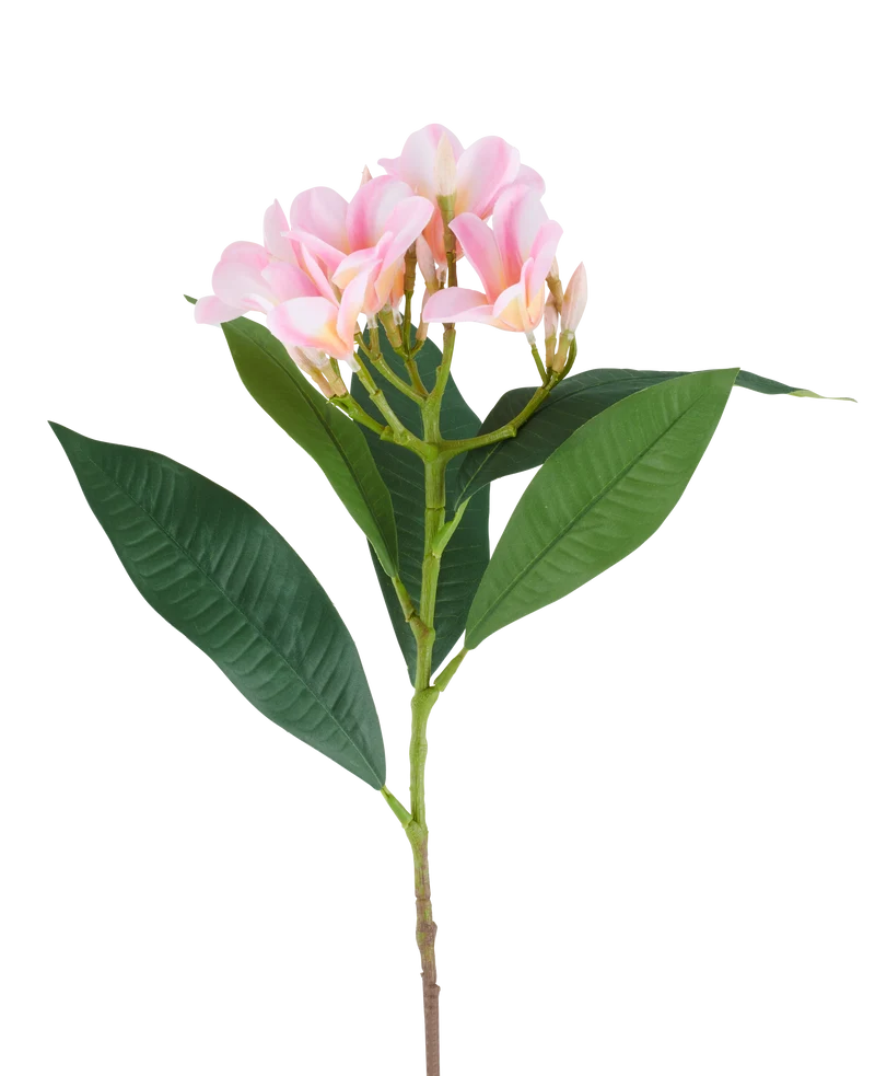 Kunstbloem Plumeria 75 cm roze/creme