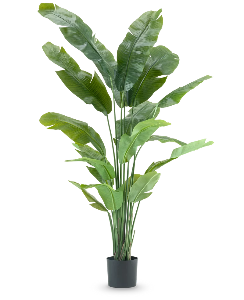 Kunstplant Strelitzia Nicolai Deluxe 195 cm