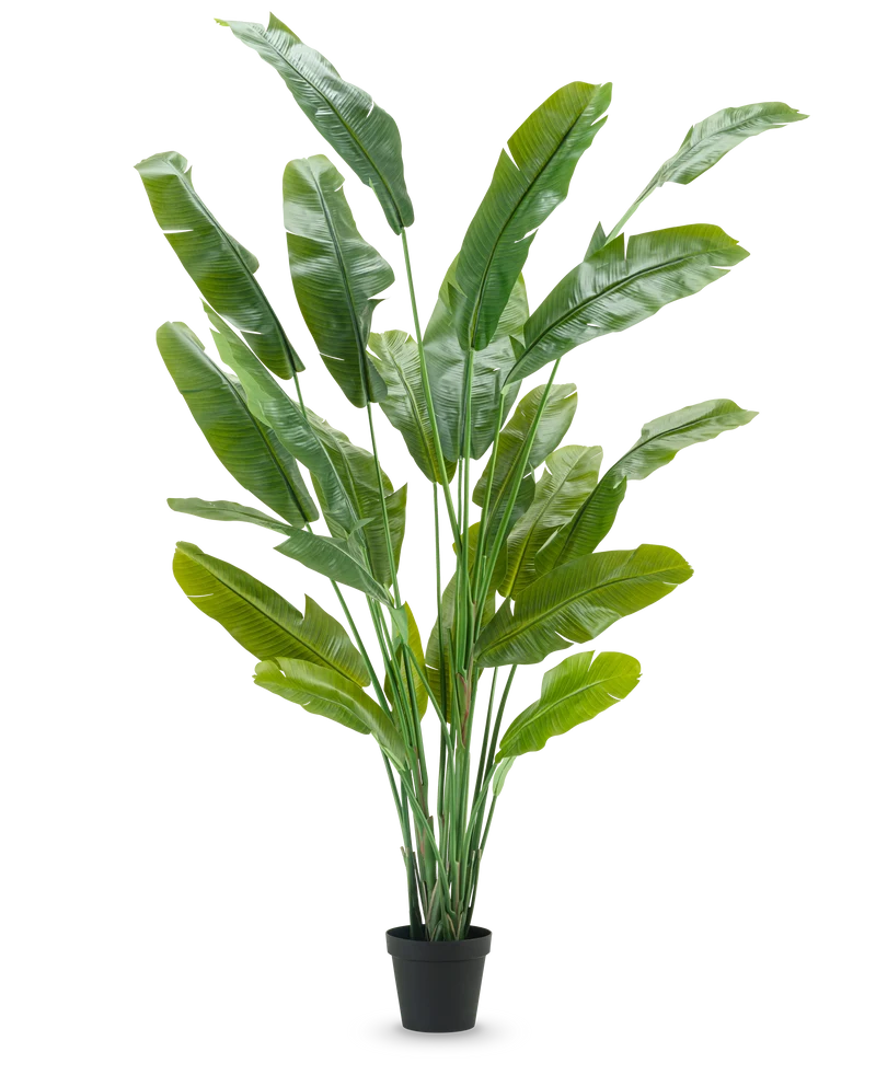 Kunstplant Strelitzia Nicolai Deluxe 235 cm