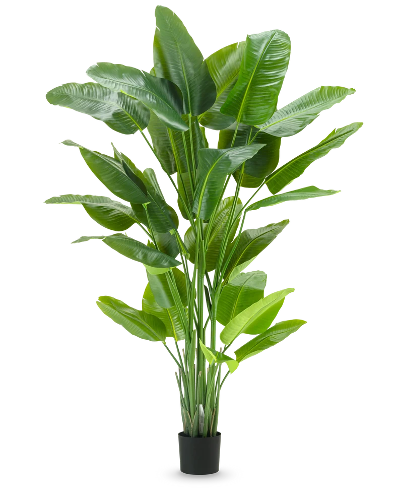 Kunstplant Strelitzia Real Touch Deluxe 210 cm