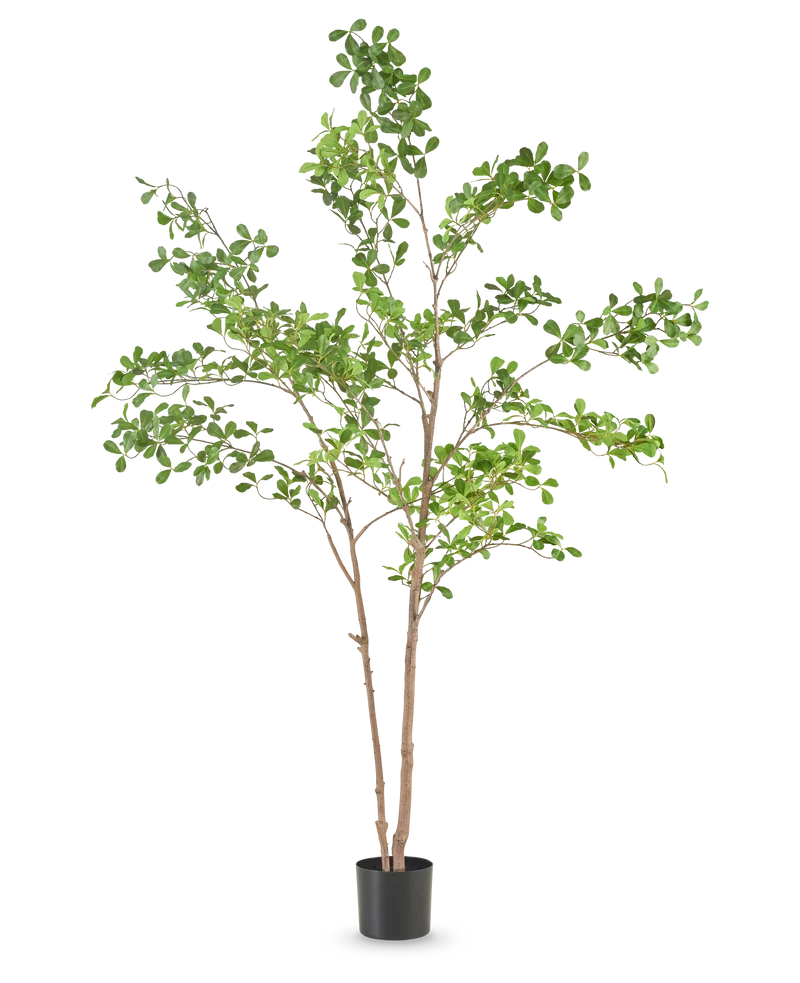 Kunstplant Terminalia Catappa 210 cm