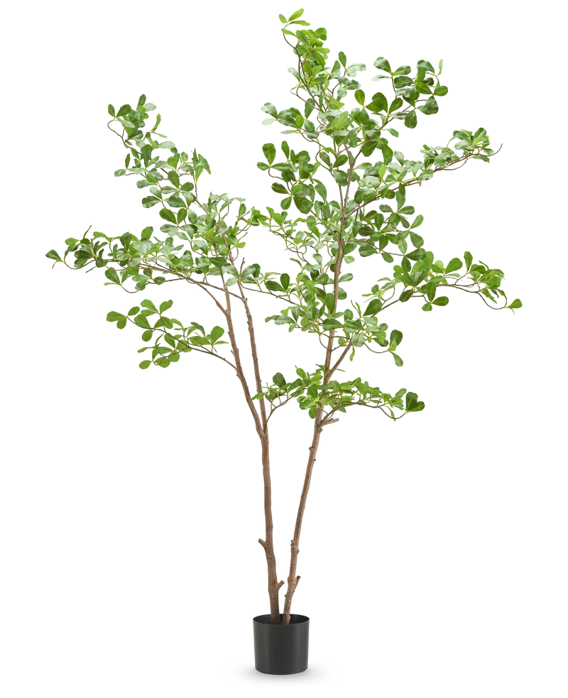 Kunstplant Terminalia Catappa 180 cm