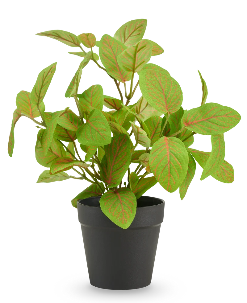 Kunst Fittonia in pot UV 25 cm