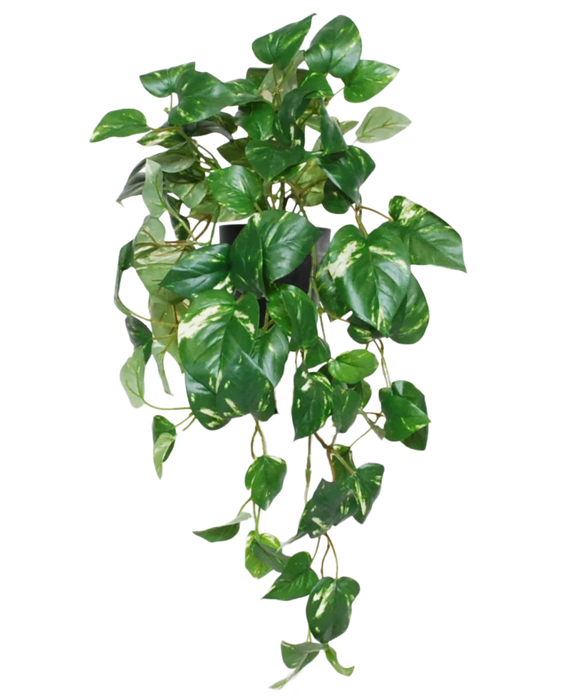 Kunst Hangende goudrank in pot 50 cm UV