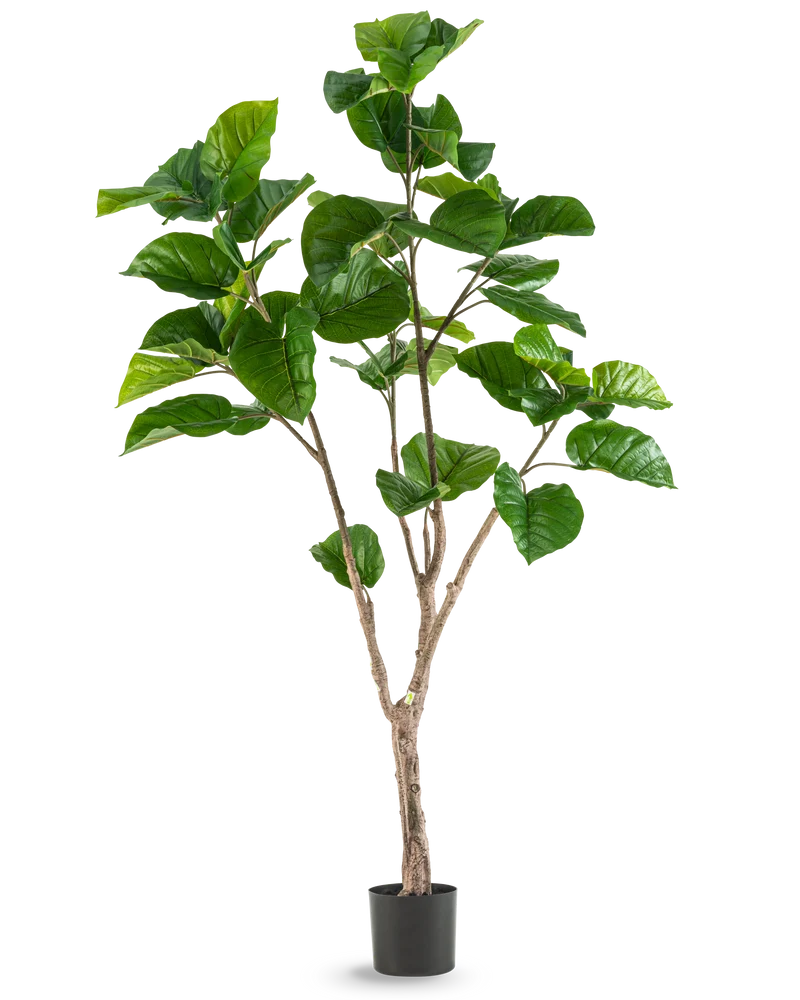 Kunstplant Ficus Rumphii 180 cm