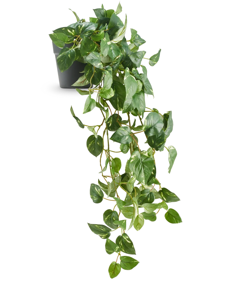 Kunst Hangende goudrank in pot 80 cm UV
