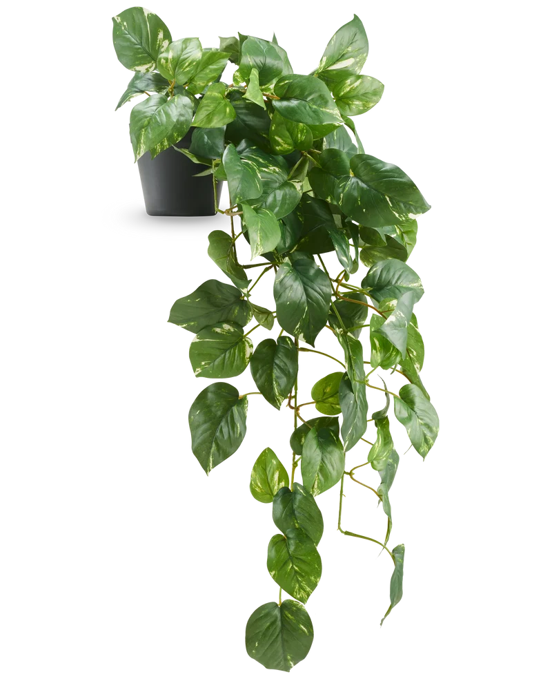 Kunst Hangende goudrank Deluxe in pot 80 cm UV