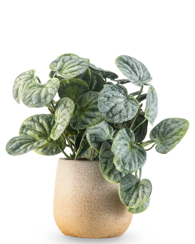 Kunstplant Rugose blad 18 cm groen