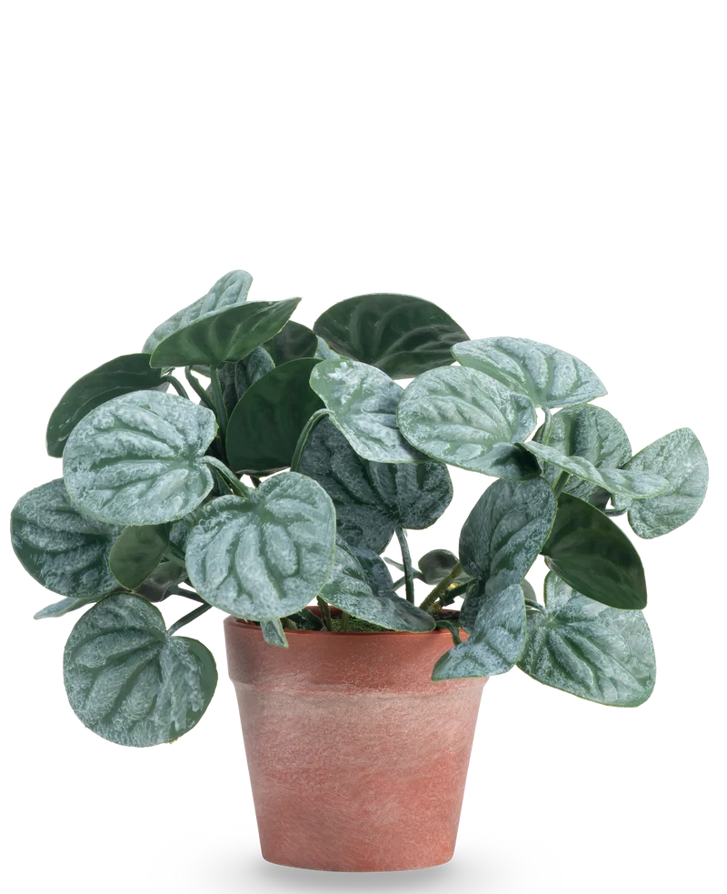 Kunstplant Rugose blad 16 cm groen