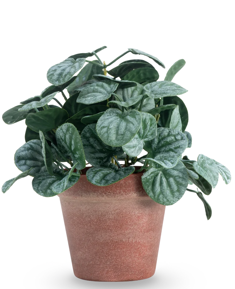 Kunstplant Rugose blad 26 cm groen