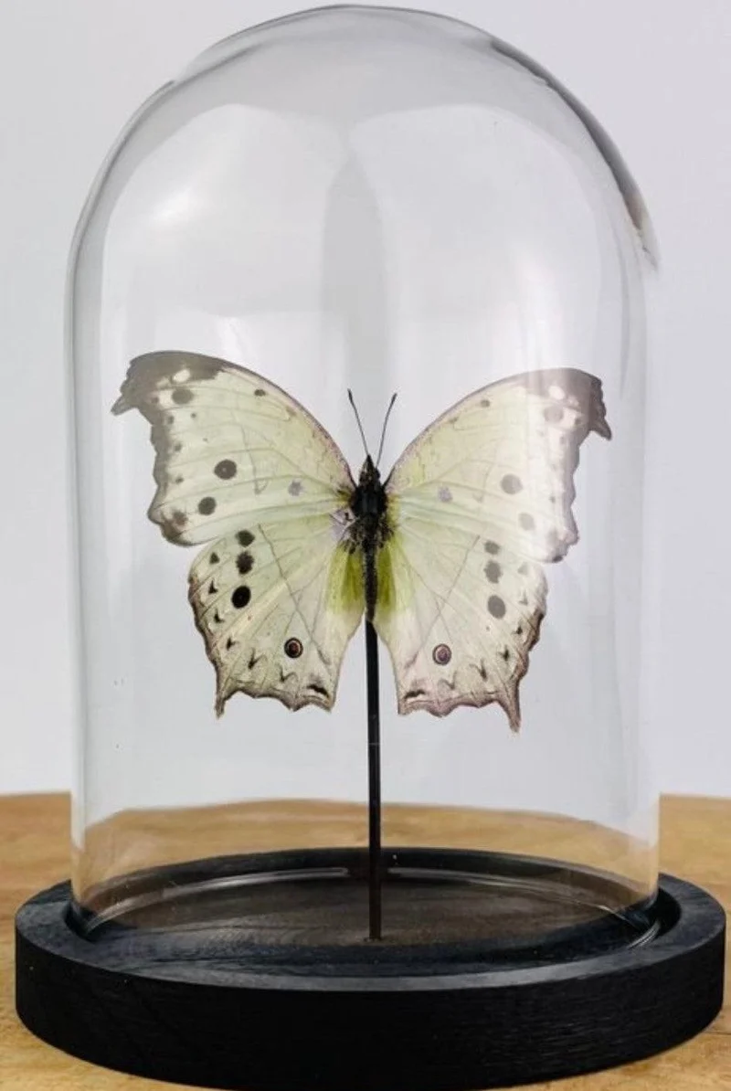 Artwork - Unieke vlinder Taxidermie Salamis parhassus