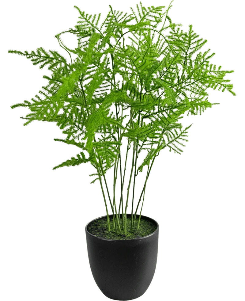 Kunstplant Asparagus 59 cm