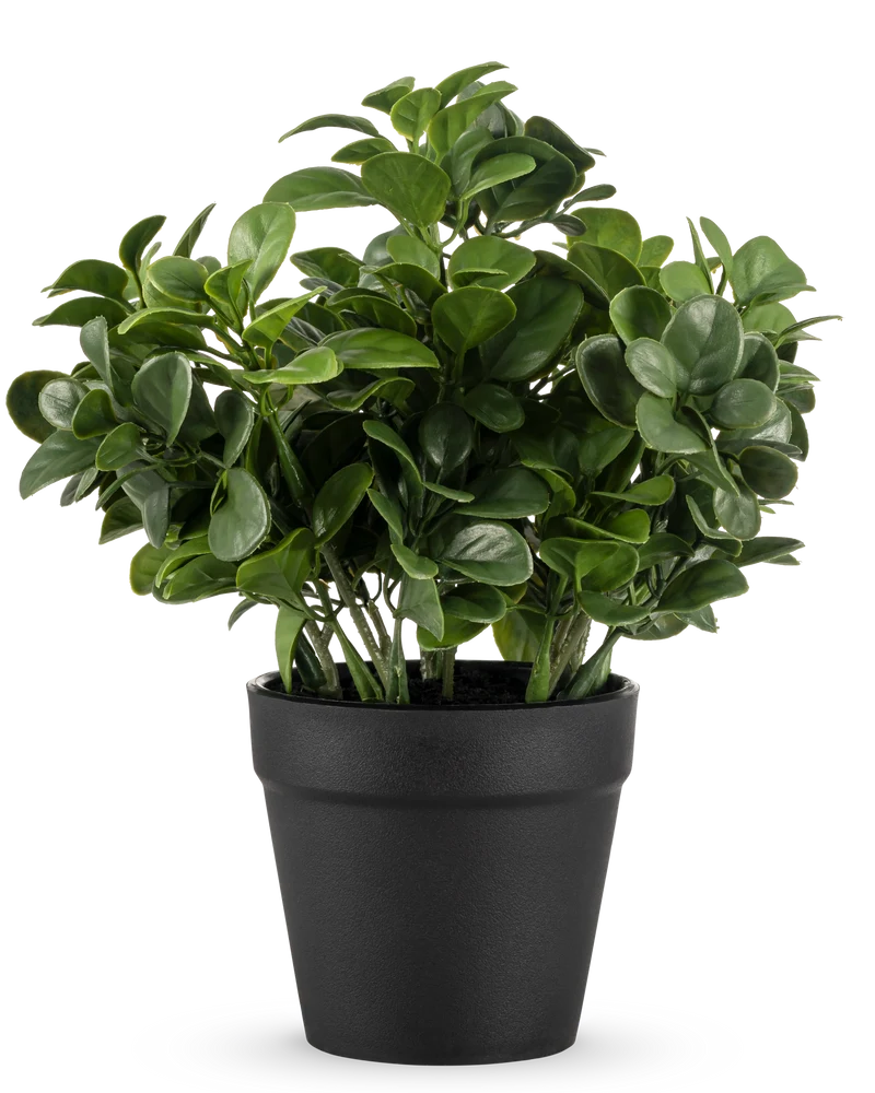 Kunstplant Peperomia 20 cm