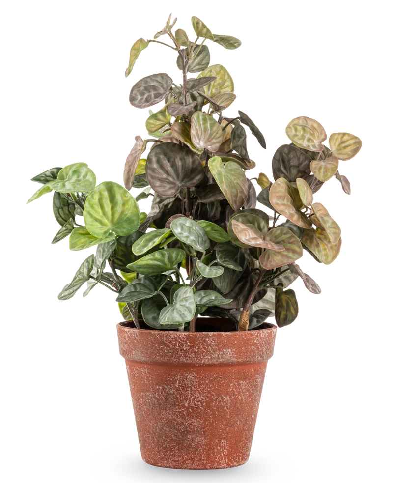 Kunstplant Peperomia 35 cm