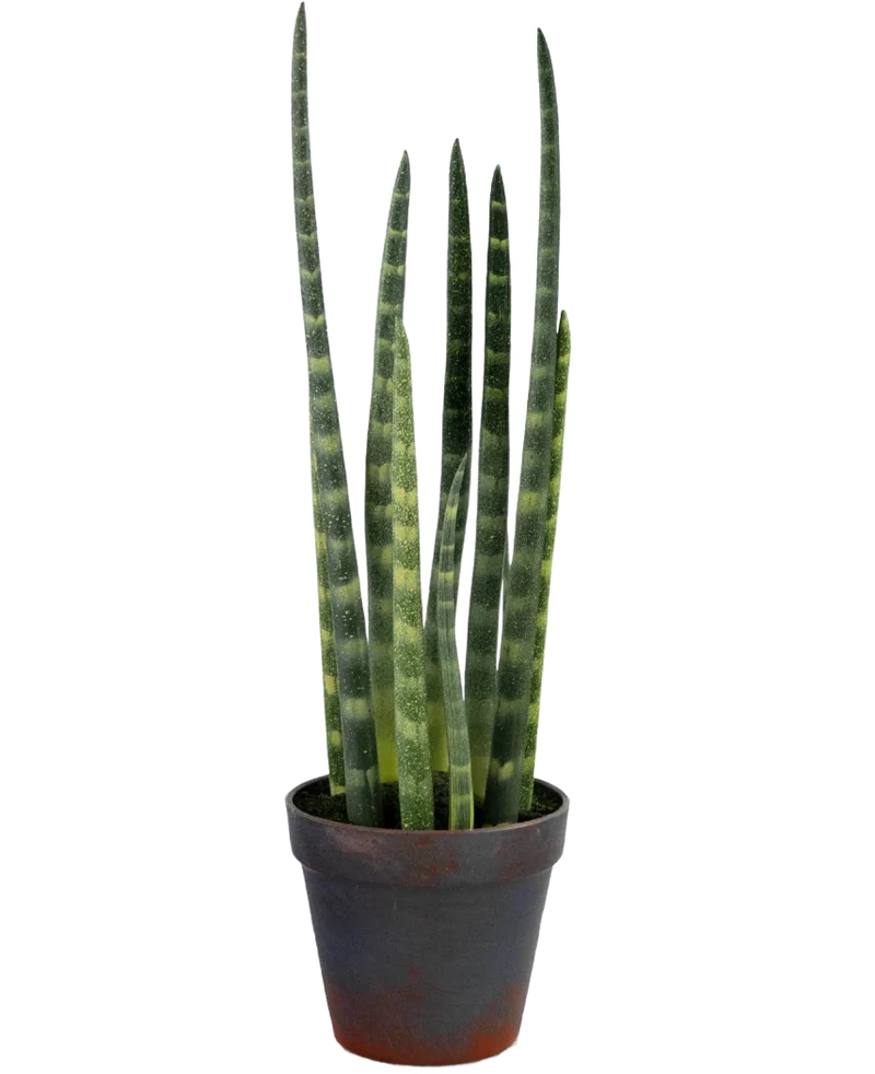 Kunst Sansevieria Cylindrica 43 cm