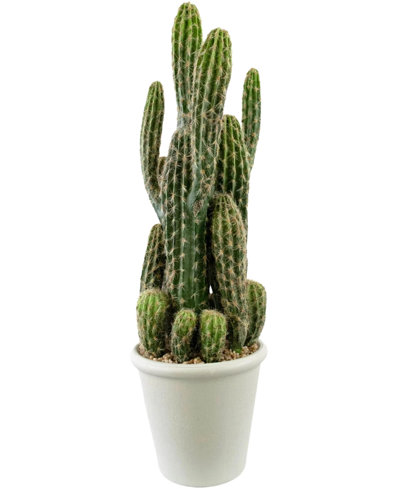Kunst Cactus 62 cm