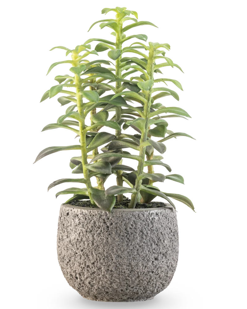 Kunst vetplant in sierpot 25 cm