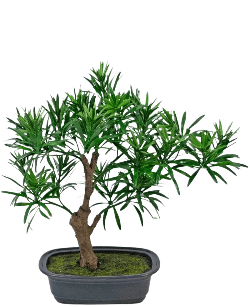 Kunstplant Bonsai Podocarpus 30 cm