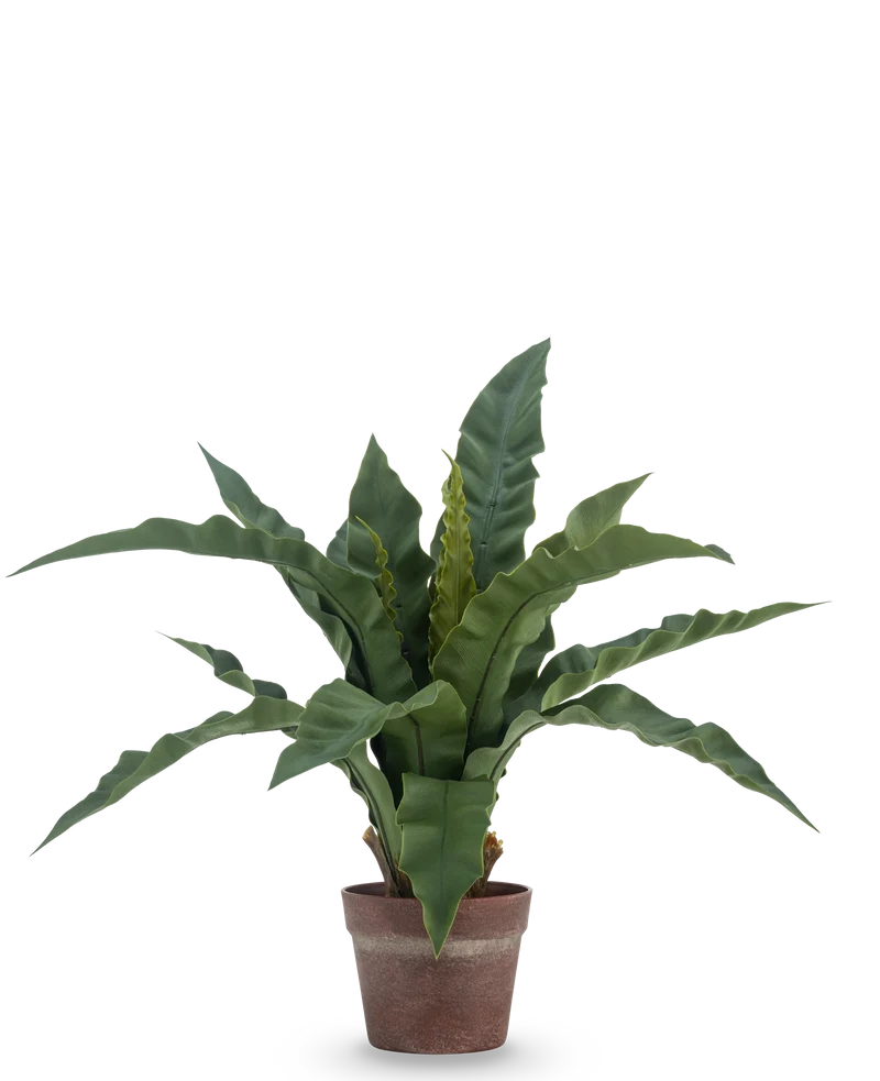 Kunstplant Nestvaren 49 cm