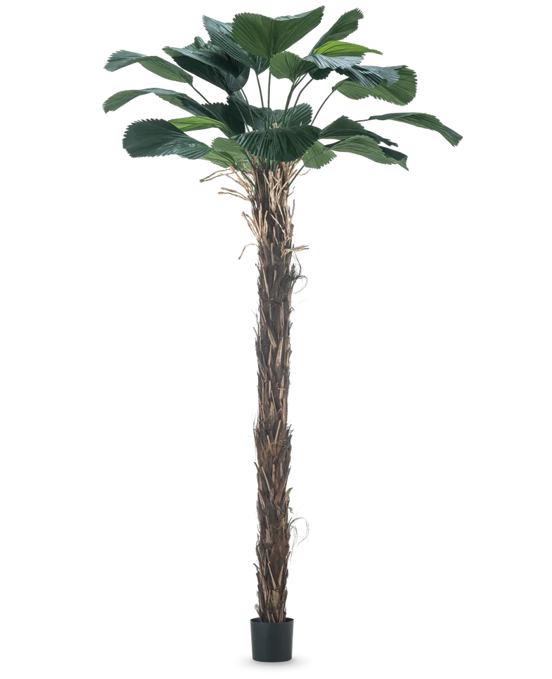 Kunstplant Licuala Grandis 220 cm