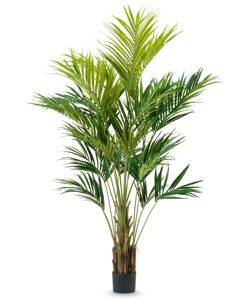 Kunstplant Kentia Palm 270 cm