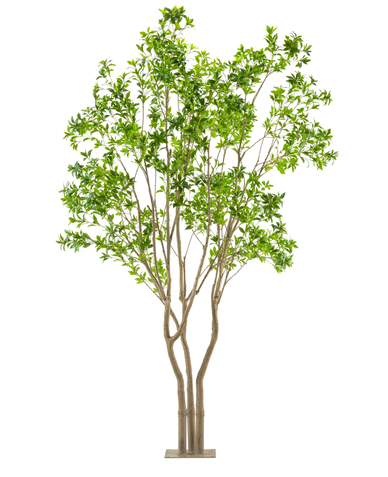 Kunstplant Pieris Japonica 290 cm