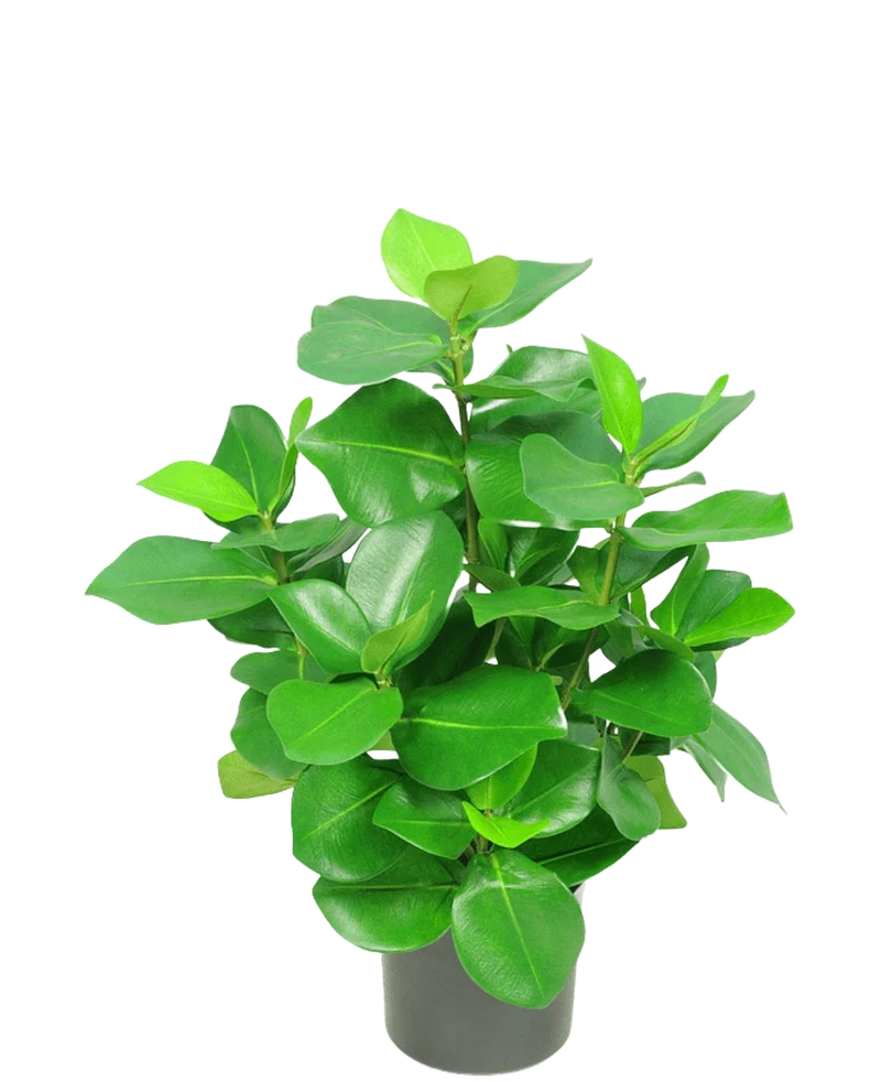 Kunstplant Clusia 45 cm