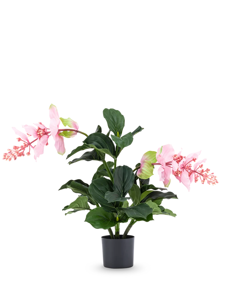 Kunstplant Medinilla 60 cm