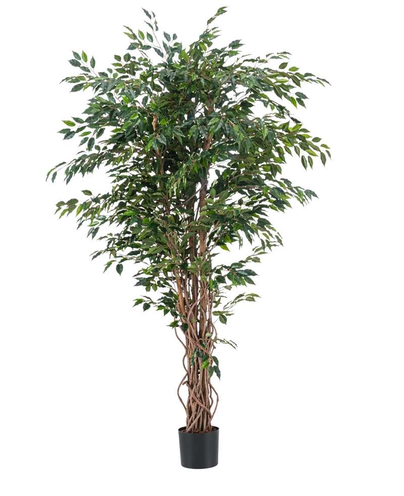 Kunstplant Ficus Liana 180 cm