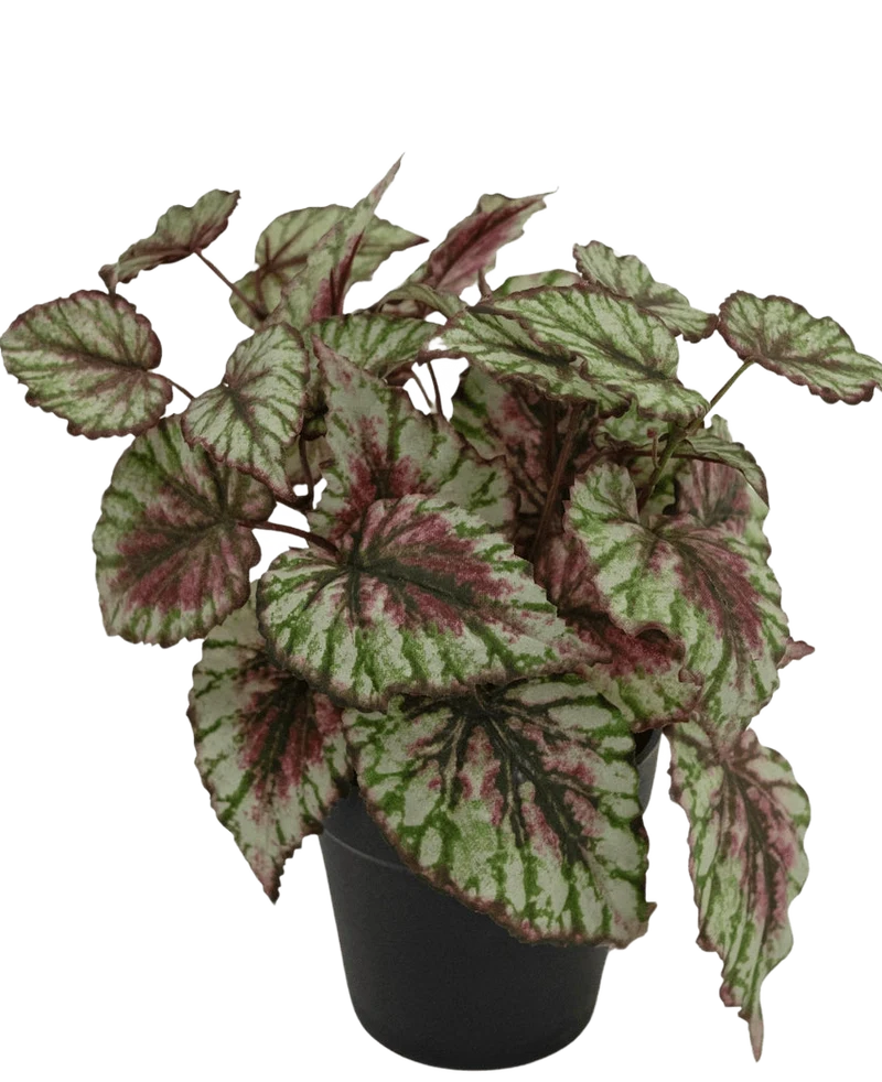 Kunstplant Begonia in pot 25cm