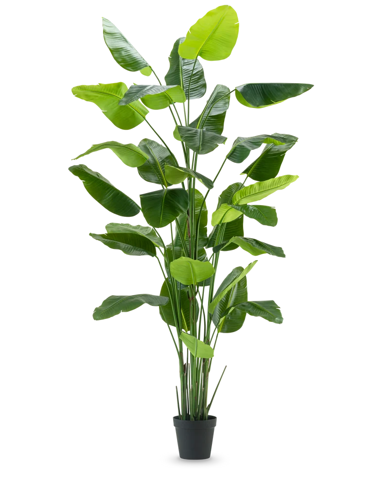 Kunstplant Strelitzia Real Touch Deluxe 300 cm