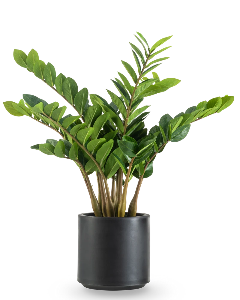Kunstplant Zamioculcas kant en klaar in zwarte pot 80 cm