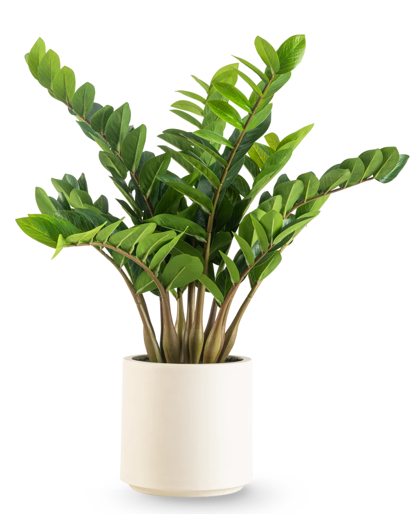 Kunstplant Zamioculcas kant en klaar in beige pot 80 cm