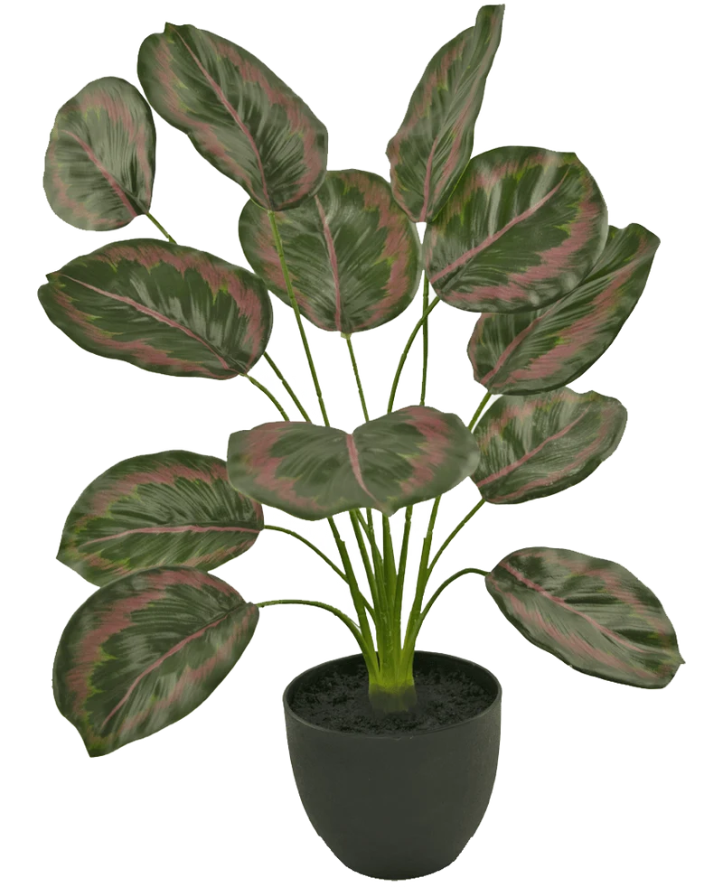 Kunst Calathea 58 cm groen/rood