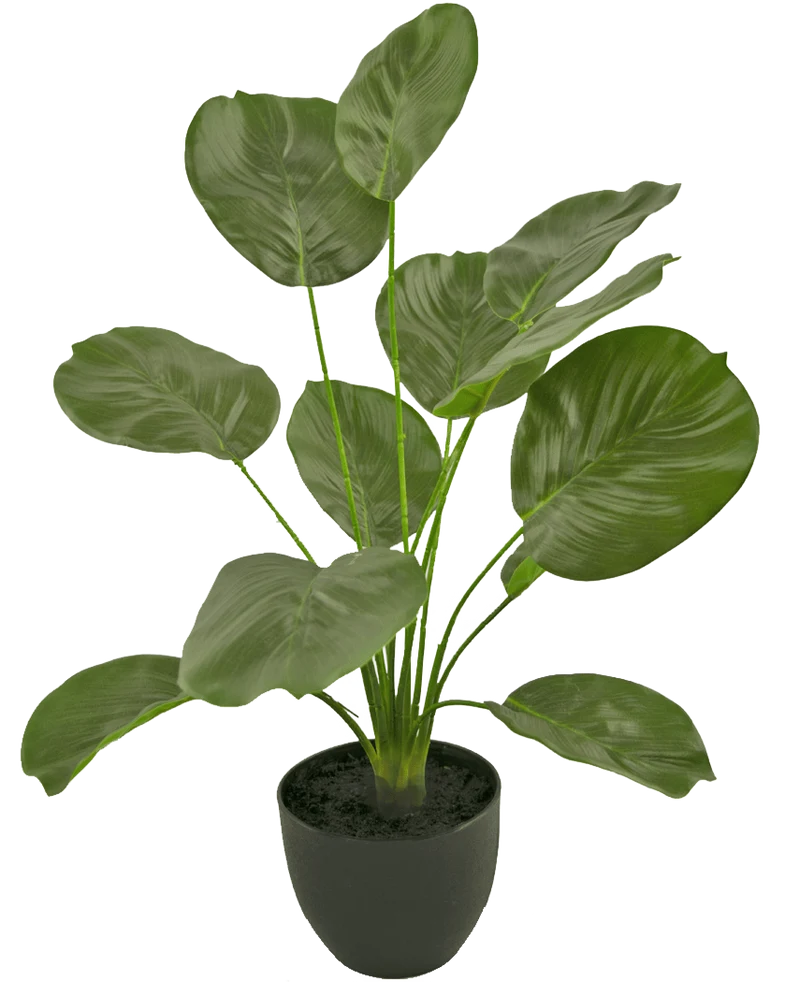 Kunst Calathea 58 cm groen