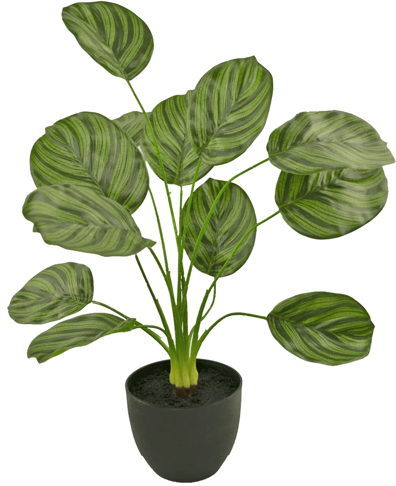 Kunst Calathea 58 cm donker groen