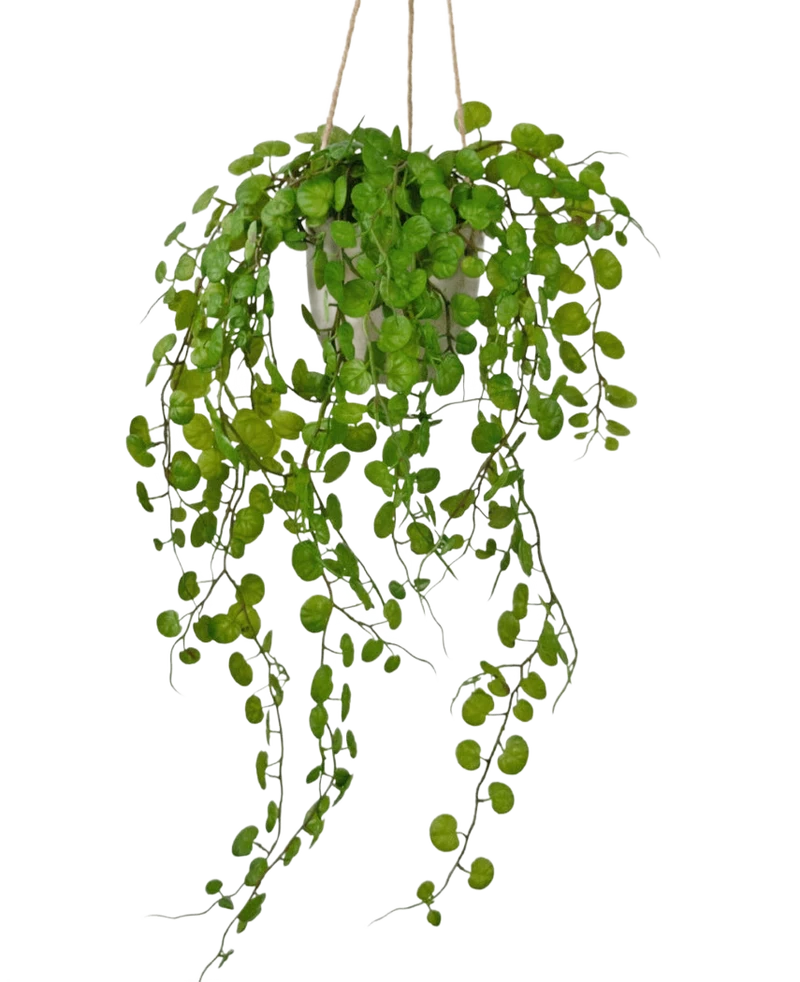 Kunst hangplant Vetplant in cementen pot 43 cm