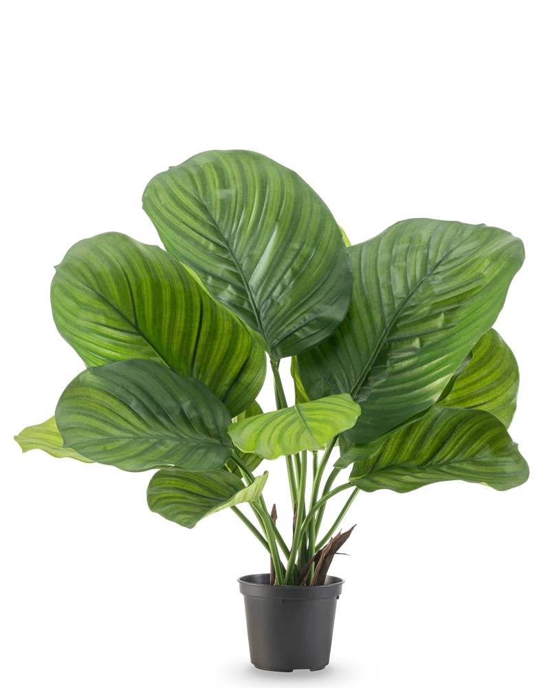 Kunstplant Calathea 46 cm