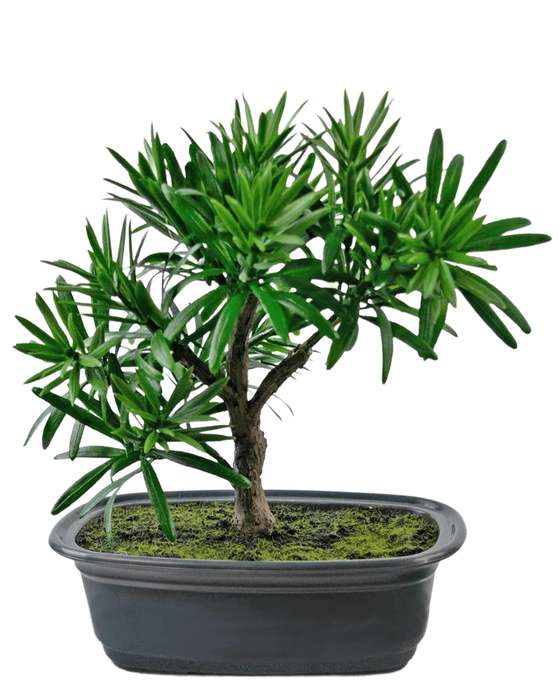 Kunstplant Bonsai Podocarpus 20 cm