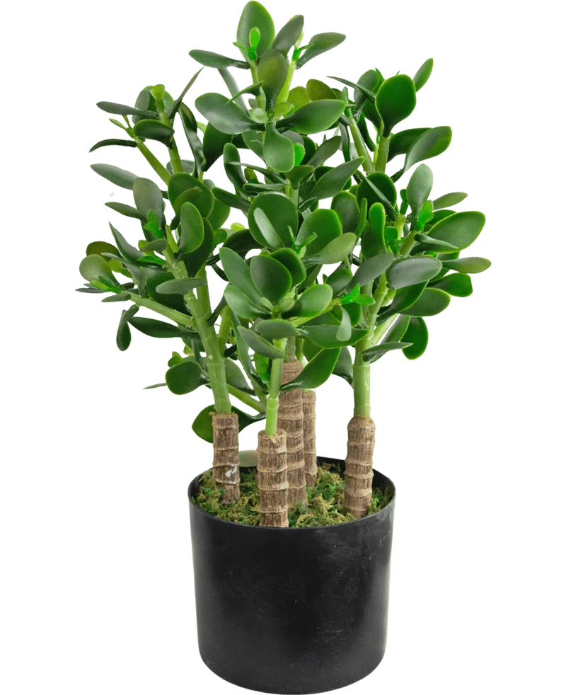 Kunstplant Jade 45 cm