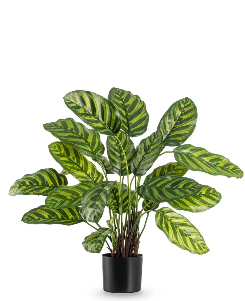 Kunstplant Calathea Makoyana 60 cm
