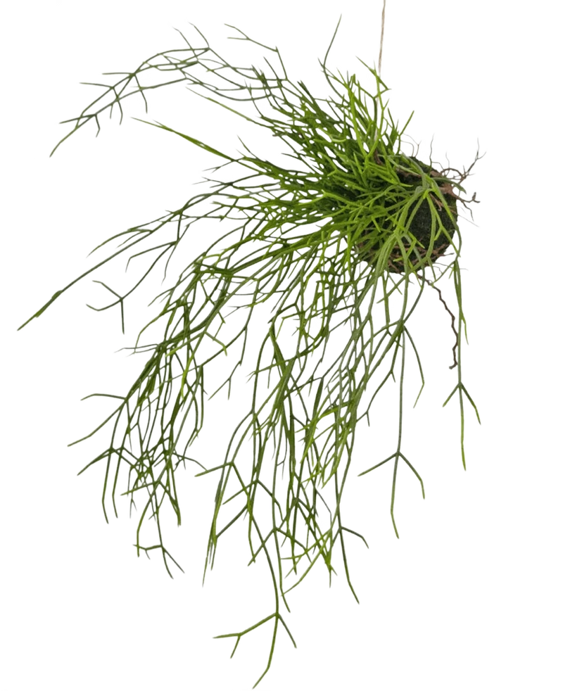 Kunst hangplant Gras op bal 48 cm