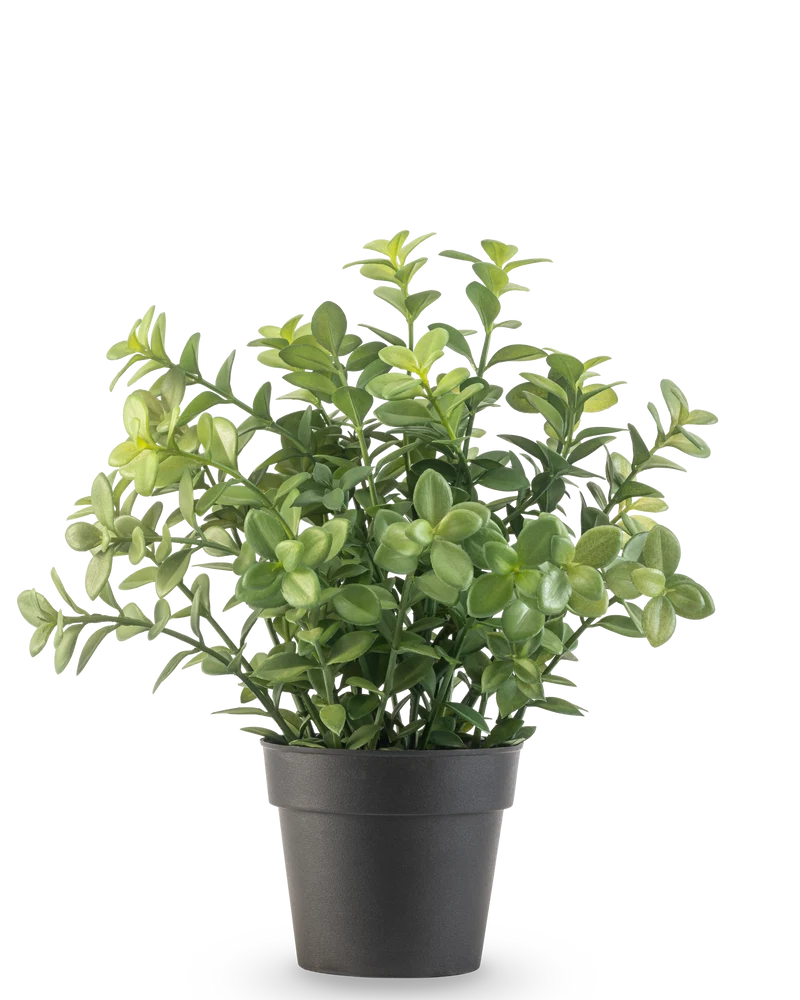 Kunstplant Eucalyptus 27 cm