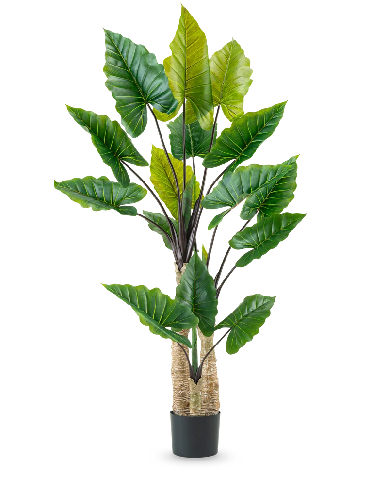Kunstplant Calocasia 210 cm