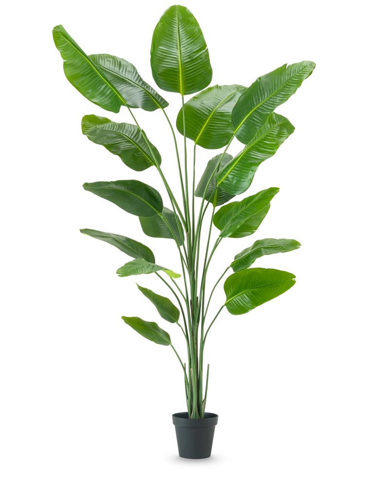 Kunstplant Strelitzia 240 cm real touch