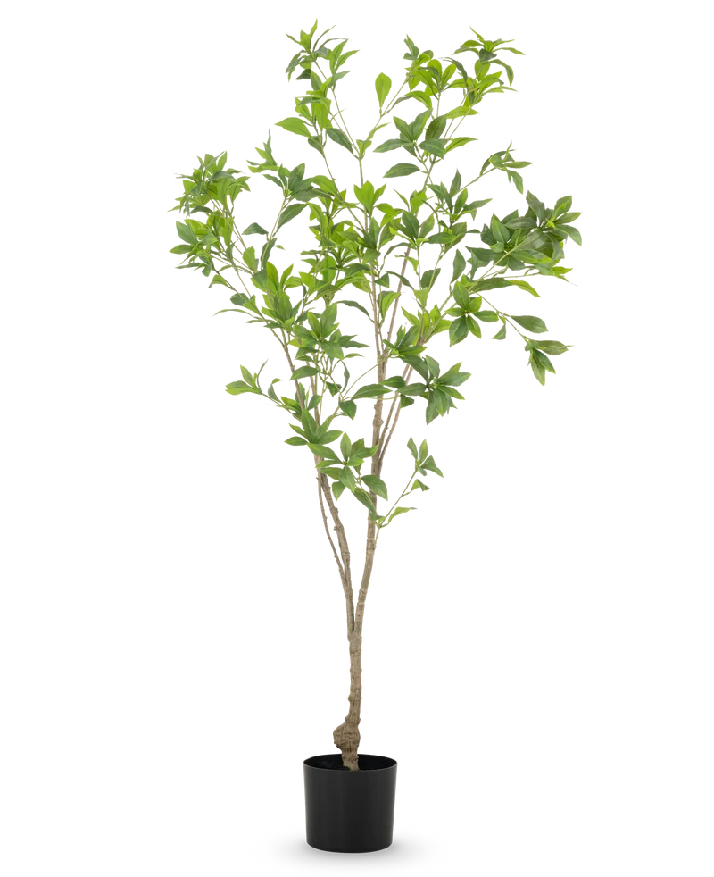 Kunstplant Pieris Japonica 150 cm