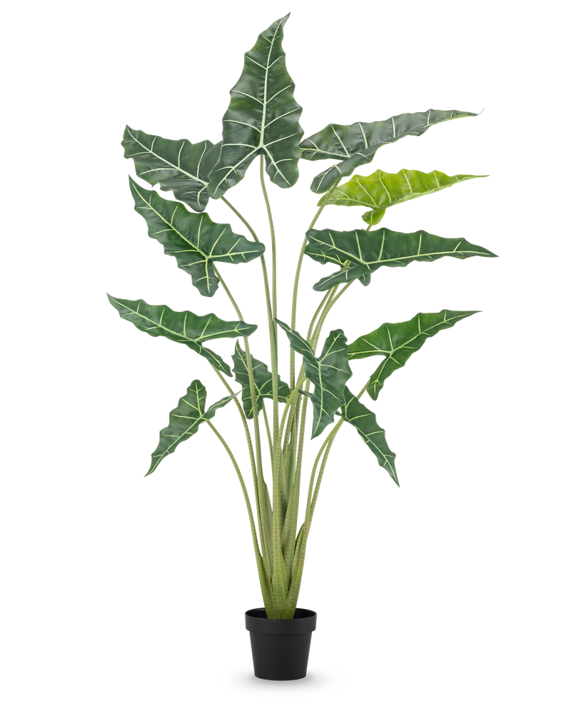 Kunstplant Alocasia 160 cm