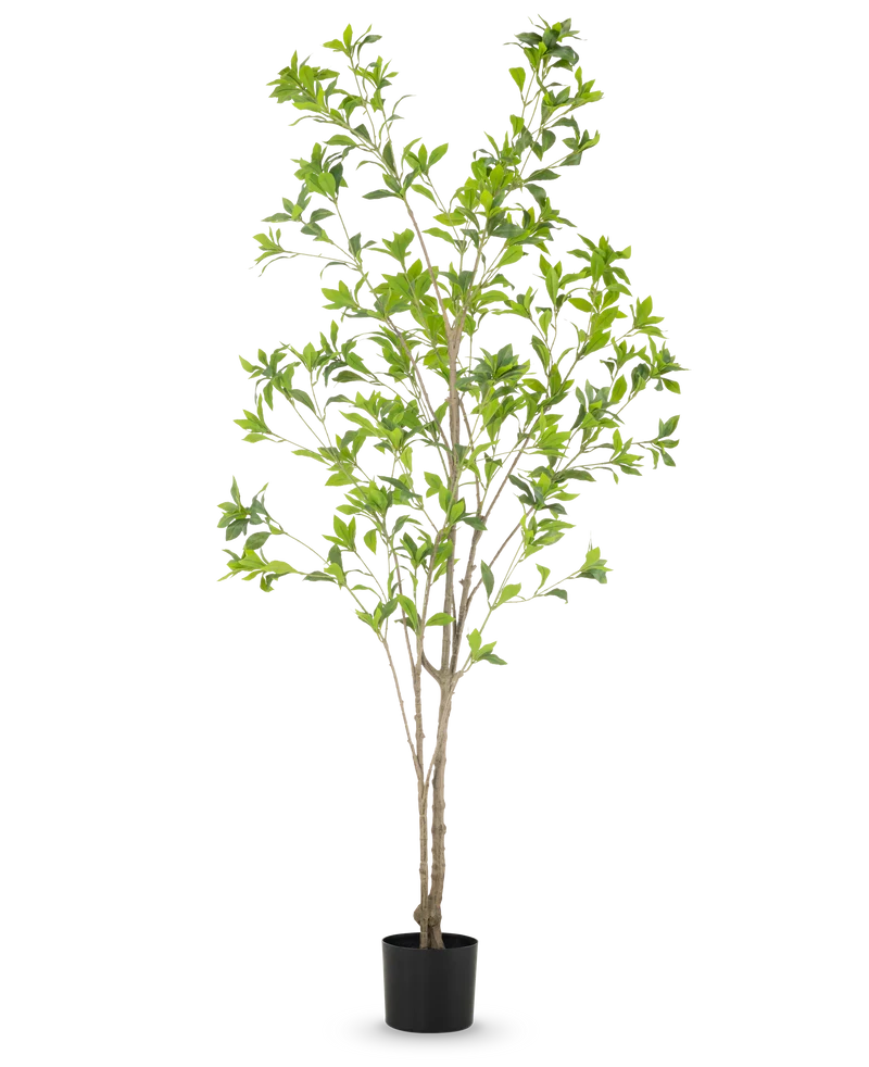 Kunstplant Pieris Japonica 180 cm